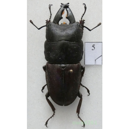 Prosopocoilus buddha (Hope, 1842) male Thailand 46mm5